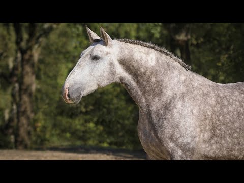Horse for Sale |  Amateur Friendly Lusitano with sportive profile (REF#209)