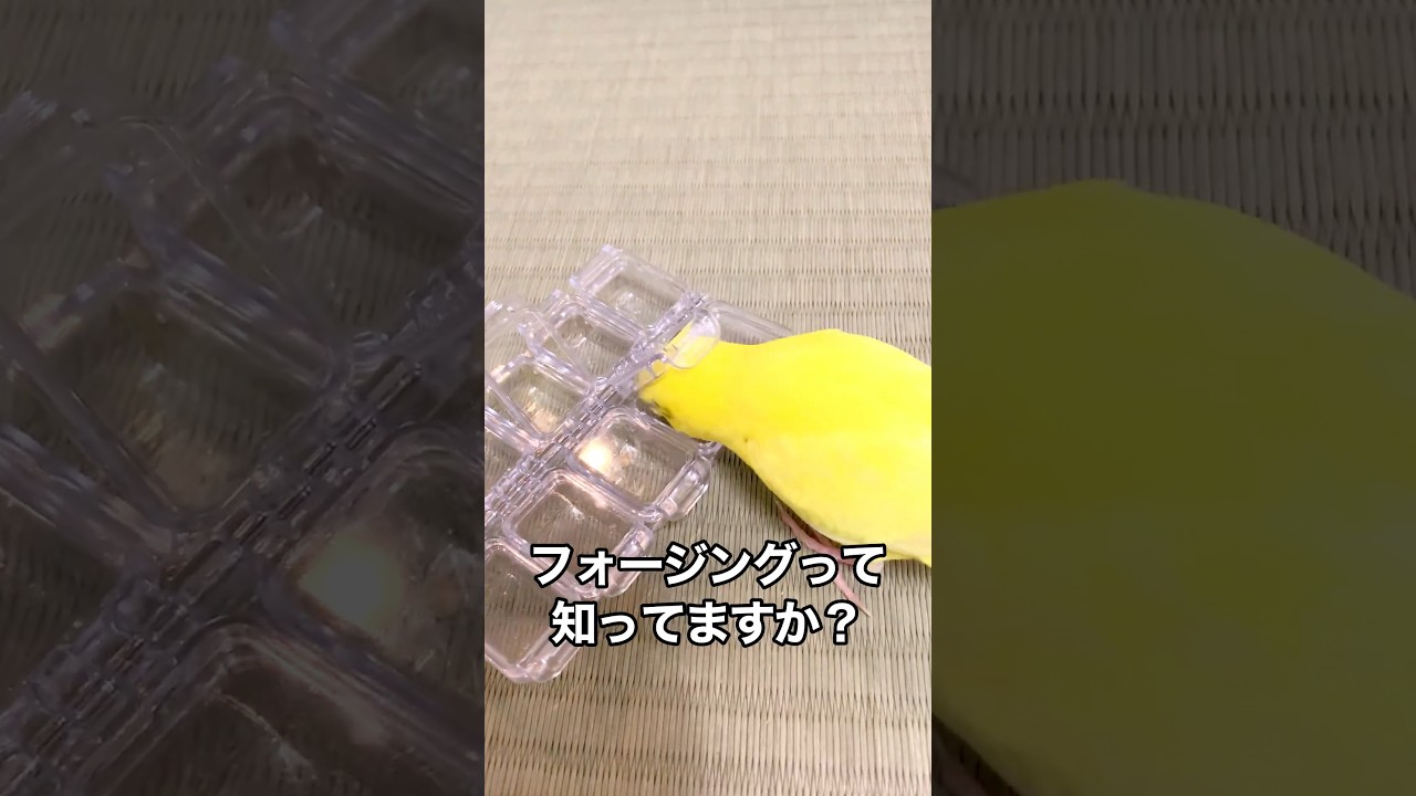 フォージングって知ってる?インコの知育遊び