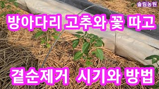 방아다리 고추,꽃 곁순제거 시기와 방법들~ 고추재배방법  기술 솔림농원 비닐하우스텃밭