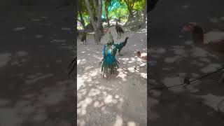 hybrid peacock #short #viral #peacock