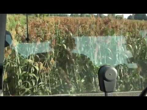 DOMAI MPD 611 CLAAS 960 SORGO (1)