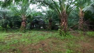 Exceptional 2 Rai Land Plot on Easy Accessible Corner Lot in Had Yao, Krabi