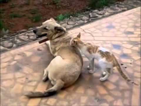 Rani & Billu , A Love Story