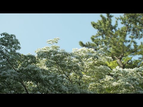 人文社会学科 【不在の時間#5】なんじゃもんじゃの木　愛知大学豊橋キャンパスの様子20200501