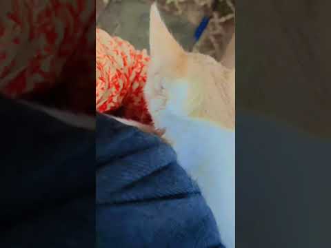 so sweet cat 😍😍