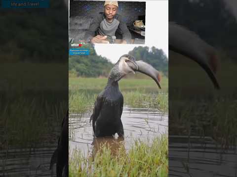 How does this happen,,This bird is miraculous 😅😅 #funny  #funnyshorts  #asmr  #birds