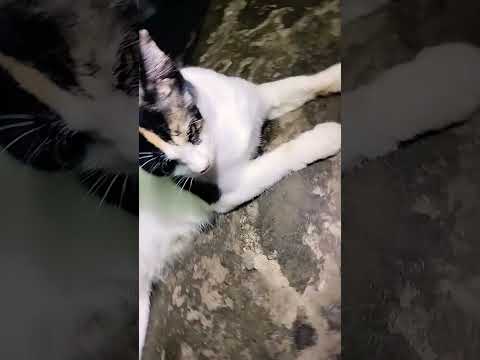 Kitten meowing to attract cats 😺😹🐱😸🐈😂😳😳🤫🤫#funny #shortvideo