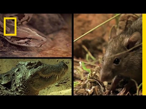 Rat vs. Two Predators | National Geographic