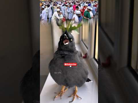 The Shalik bird sang a ghazal about Eid. #talkingbirds #shalikpakhi