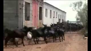 preview picture of video 'Juan Antonio Jiménez, pastor de cabras y ovejas lojeñas'