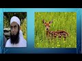 Story Of Deer By Maulana Tariq Jameel 2016