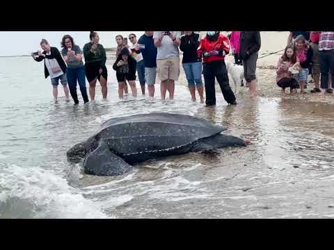 Rescued Leatherback Sea Turtle Returns to Ocean at Herring Cove Beach