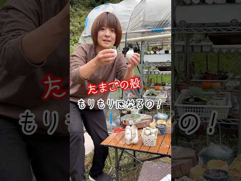 庭でセンペルビウムを育てる屋外の多肉植物