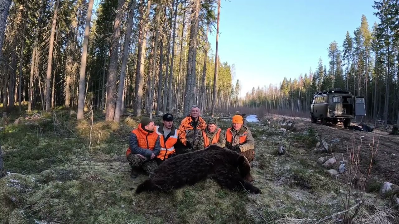 Вот как падают медведи.