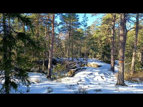 The sound of the forest #sweden