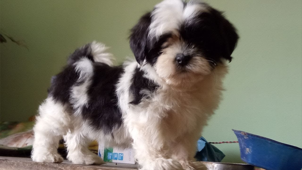 Shih Tzu Puppy for Sale | Puppies for sale | Toy breed puppy | cute puppies | shitzu