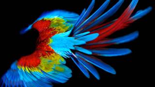 Miles Davis / Gil Evans / Porgy & Bess  - Gone