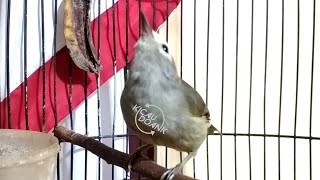 Download lagu Pancingan Ngriwik Untuk Burung Opior Jawa Bahan mp3