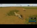 Cheetah Hunting Impala Wild Savanna