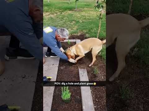 #funnydogs#cute#doglover#doglife#cure#dogshorts#pet#doglife#dogshorts