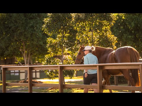 2018 Gold Coast National Broodmare Sale Day 3 (Live Stream Archive)