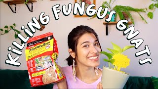 TWO Effective Ways to Kill Fungus Gnats for GOOD | How I Got Rid of Fungus Gnats On My House Plants