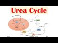 Urea Cycle Purpose Enzymes Regulation