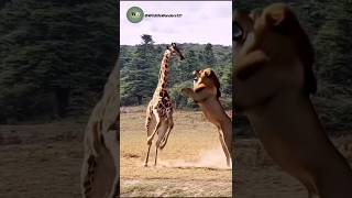 When a Lion Challenges a Giraffe – The Unexpected Happens