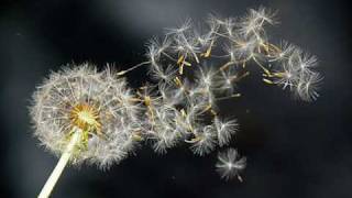 Superchick Wishes Lyrics