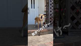 あくびついでにしゃべる豆柴 #shibainu #柴犬 #犬のいる暮らし #cute #しゃべる犬