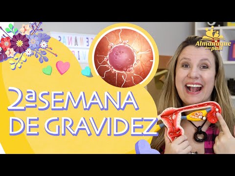 2ª SEMANA DE GESTAÇÃO | Concepção, Sintomas, Menino ou Menina | 1º TRIMESTRE DE GRAVIDEZ