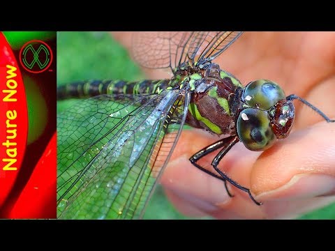 image-What was the biggest dragonfly?