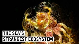 Is This Even Real? The Oceans Most Bizarre Creatures Live Here...