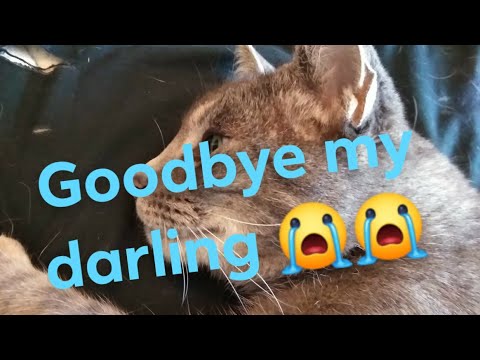 Just said goodbye to my baby