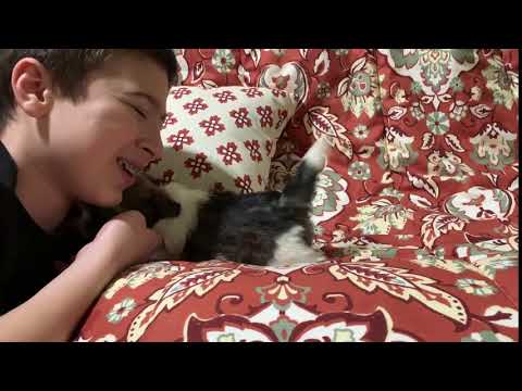 Max Thanksgiving videos