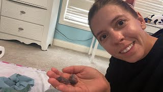 How to keep baby mice alive...first feeding, HELP!!!