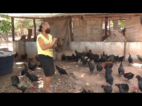 Produtora rural de Demerval LobaÌƒo aposta na criacão de galinhas da raça canela preta 18 09 2