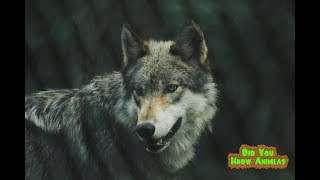 Nobody Stopped To Help This Dying Wild Animal  Then A Driver Pulled Over To Do The Humane Thing.