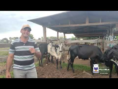 Imagem - Projeto de Transferência de embrião em Vila Bela-MT