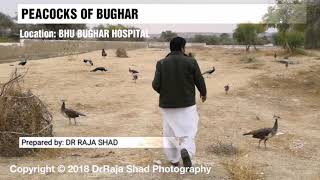 preview picture of video 'Peacocks of Tharparkar'