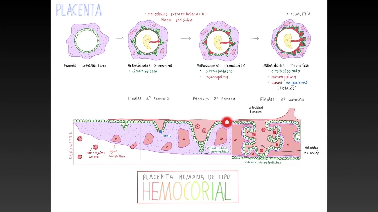 Ciclo de Conferencias Magistrales. Tema: Desarrollo de Placenta