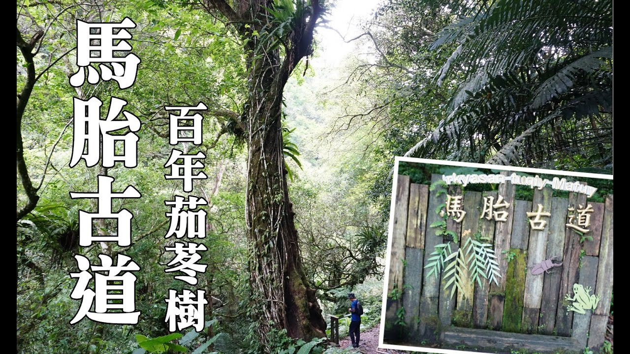 馬胎古道，百年茄苳樹，繩索吊橋，古道涼亭，古道來回約4.6公里，新竹尖石步道，馬胎古道路線圖，內灣老街吃飯！