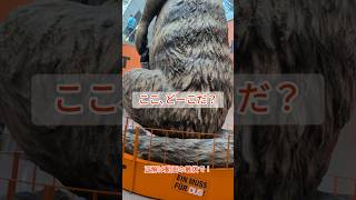 【クイズ】 天井を突き抜ける巨大生物・・・ここ、どこ?#shorts #旅行 #trip #quiz #おもしろスポット