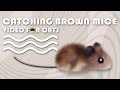CAT GAMES Catching Brown Mice Mouse Video For Cats To Watch CAT DOG TV