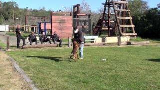 K9 Dogs Training - Teaching a bark on person