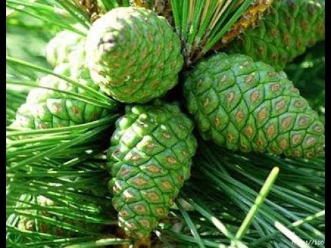 Мази для лечение коленного сустава Сделать узи коленного сустава рязань