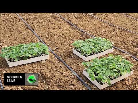 Top Channel/ Eksporti ku ia kalojmë Serbisë/ Kultivimi i kornishonit, Shqipëria kryeson në rajon