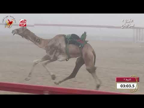 ش 3 (الشامخ) لـ فيصل سالم حمد قضيب الكعبي 8:3 , شارة الديوان 2 2026/09/27 ايذاع اللبسه 