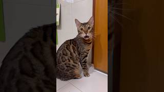 可愛い鳴き声の雄猫【ベンガル猫】