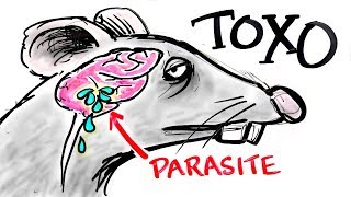 Toxoplasma - The Parasite That Turns FEAR Into DESIRE